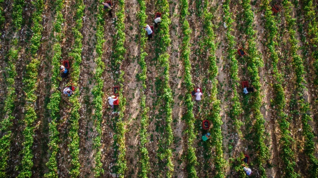 Picking grapes in a Croatia Vineyard